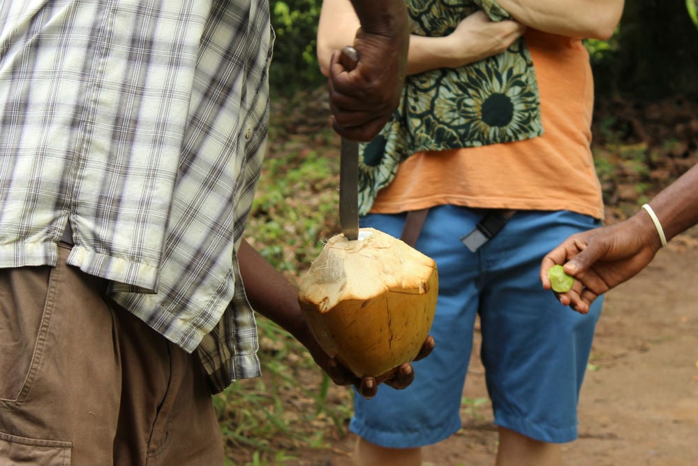 The coconut, which is the tree&rsquo;s fruit, contains a clear liquid consisting of water, salts, sugars and vitamins &mdash; ideal for rehydrating in hot climates. Coconut milk, cream and oil are extracted by boiling the flesh
