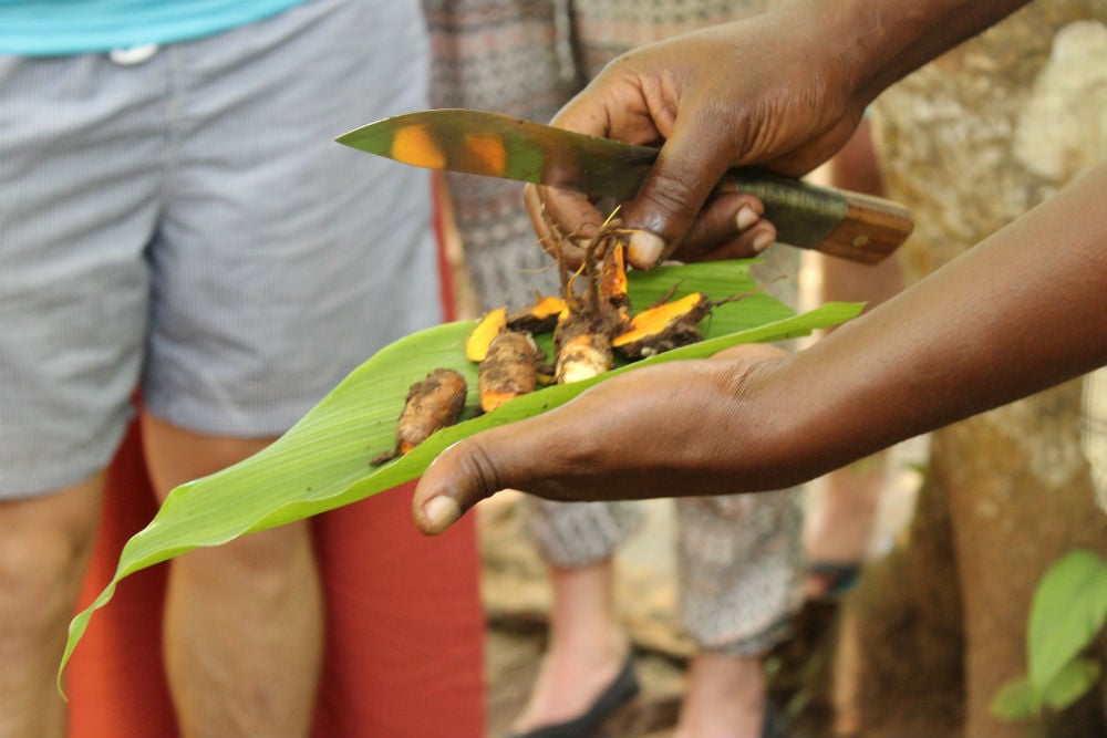 Turmeric, the underground stem of the Asian plant of the same name, is orange inside, but resembles its close relative, ginger, on the outside. Evidence suggests it has medicinal properties. People on Zanzibar use it as an antibiotic and to treat acne. Turmeric&rsquo;s scientific name is Curcuma longa

