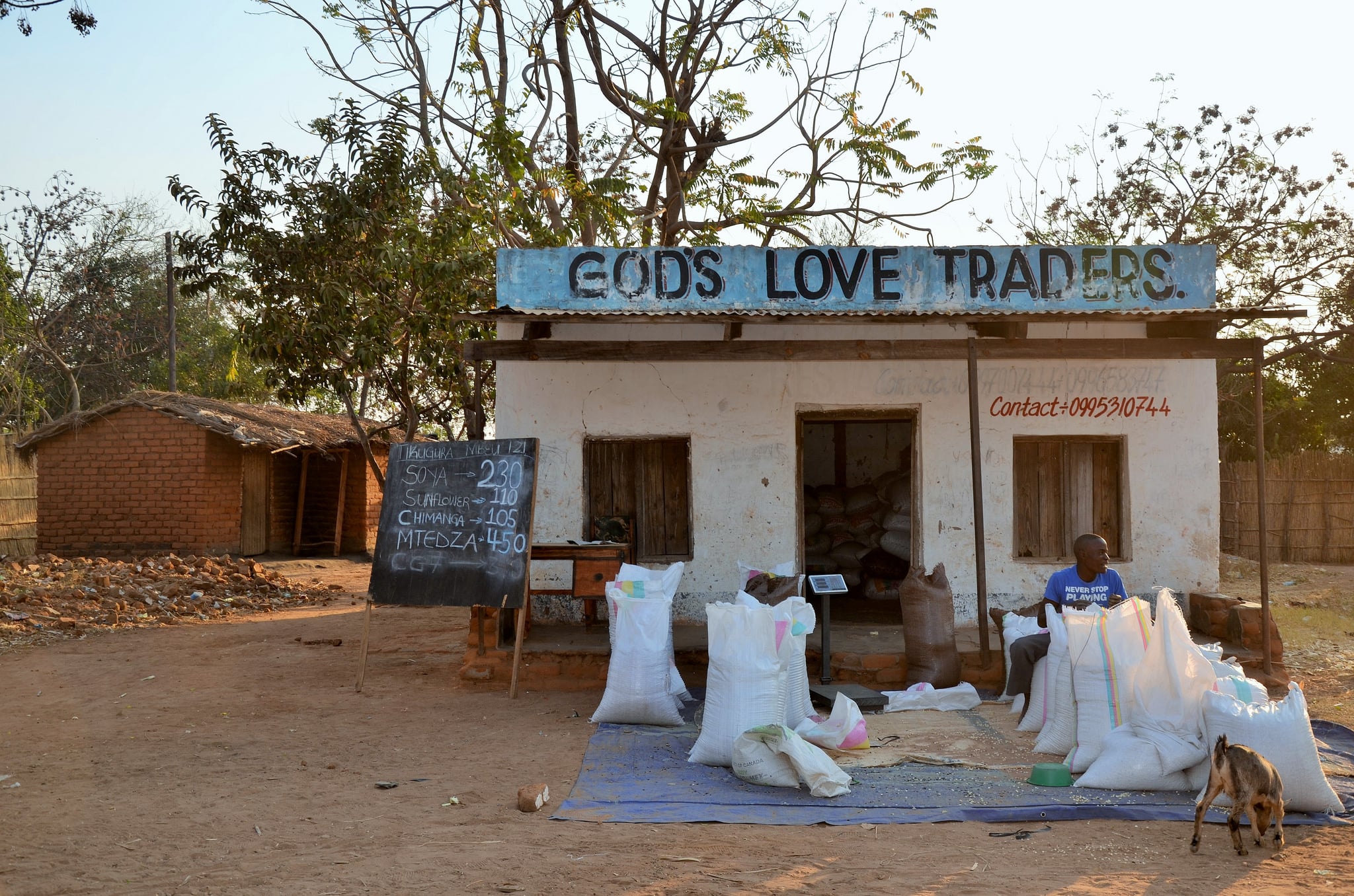 A trader selling groundnuts in Mchinji, central Malawi. The International Crops Research Institute for the Semi-Arid Tropics (ICRISAT) and national farmers association NASFAM tested groundnuts across the country. They found that nearly half the nuts in local markets had aflatoxin levels above European Union safety limits
