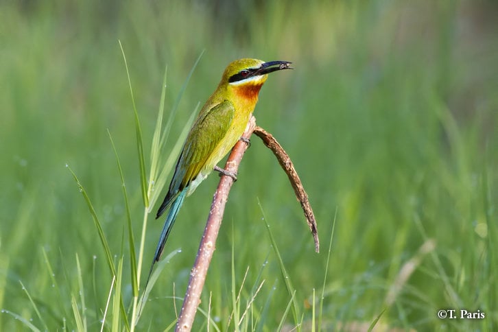 The blue-tailed bee-eater nests in holes burrowed into tall sandbanks