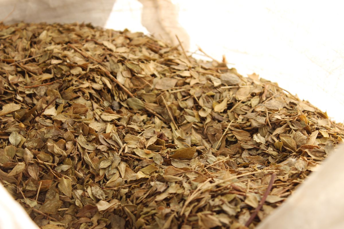 Dried buchu leaves. The plant is a natural anti-inflammatory and has antimicrobial properties. Cape Kingdom is also investigating the plant’s ability to treat diabetes and high blood pressure. This research includes clinical trials, most recently on controlling blood sugar levels and protecting the heart and blood vessels
