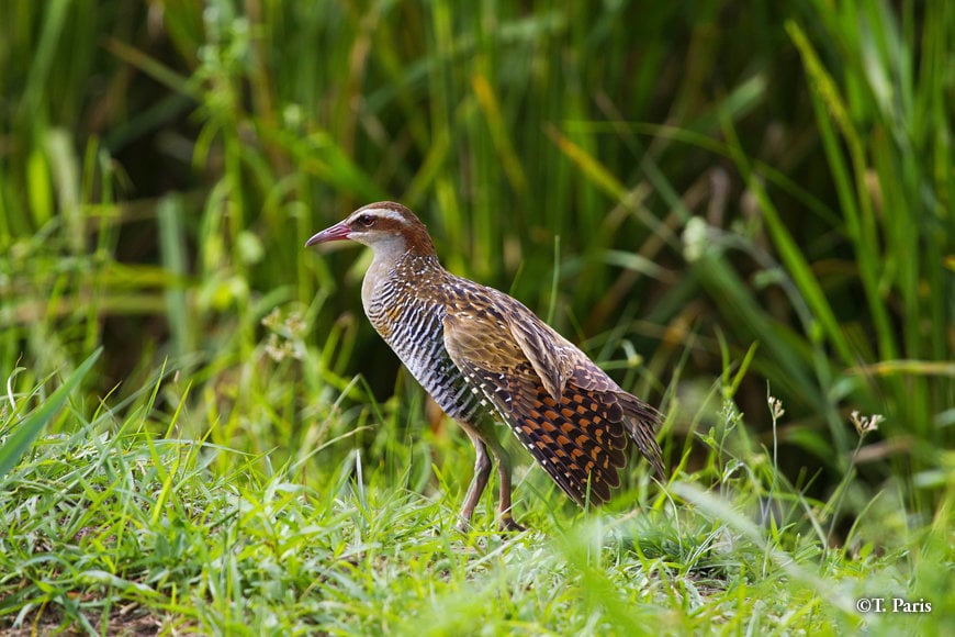 Buff-banded rails are mainly seen in the morning and at twilight