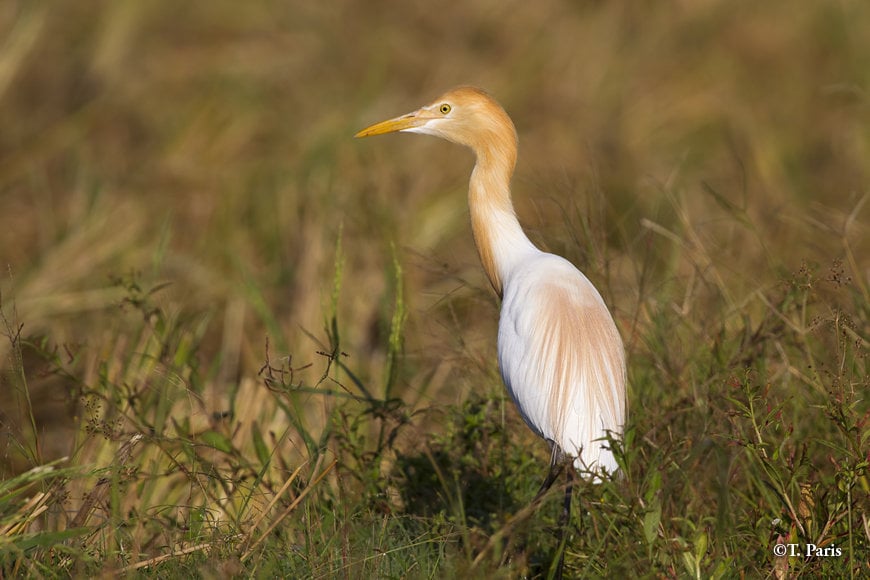 Cattle egrets feed on insects disturbed by large animals