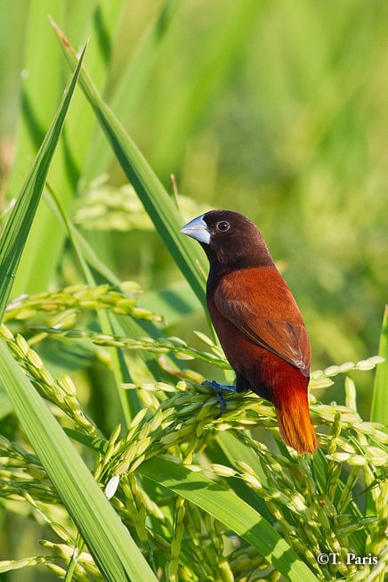 Chestnut munias feed by catching insects in flight