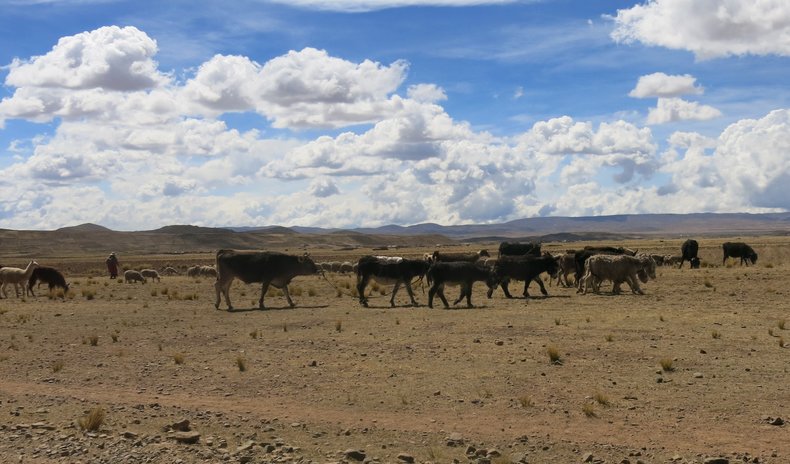 Livestock grazing on the plateau. As part of the project, Practical Action bought dairy cows and trained locals to keep them healthy in order to increase milk yield and quality. 

