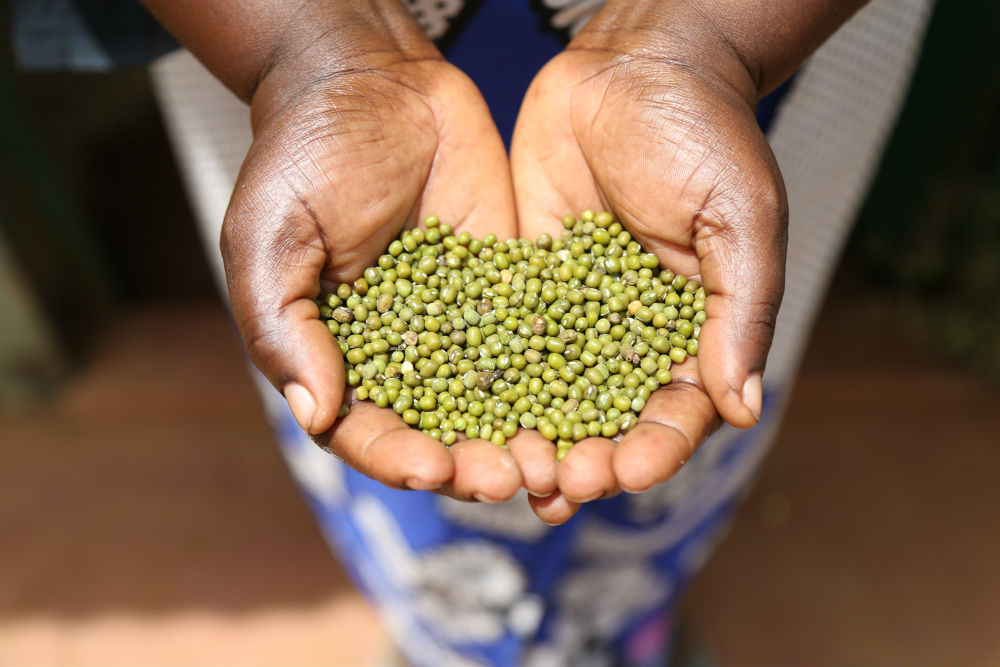And from the projects farmers get good harvests such as green gram loaded with nutritional health benefits of high protein, low calorie food that is packed with vitamins and minerals 
