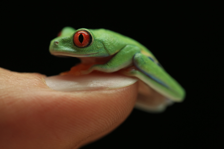 A red-eyed tree frog, which is found in Central America and northern South America. Researchers at the Horniman Museum in the United Kingdom study these non-endangered frogs to learn about more vulnerable species from the same family, such as black-eyed tree frogs.
