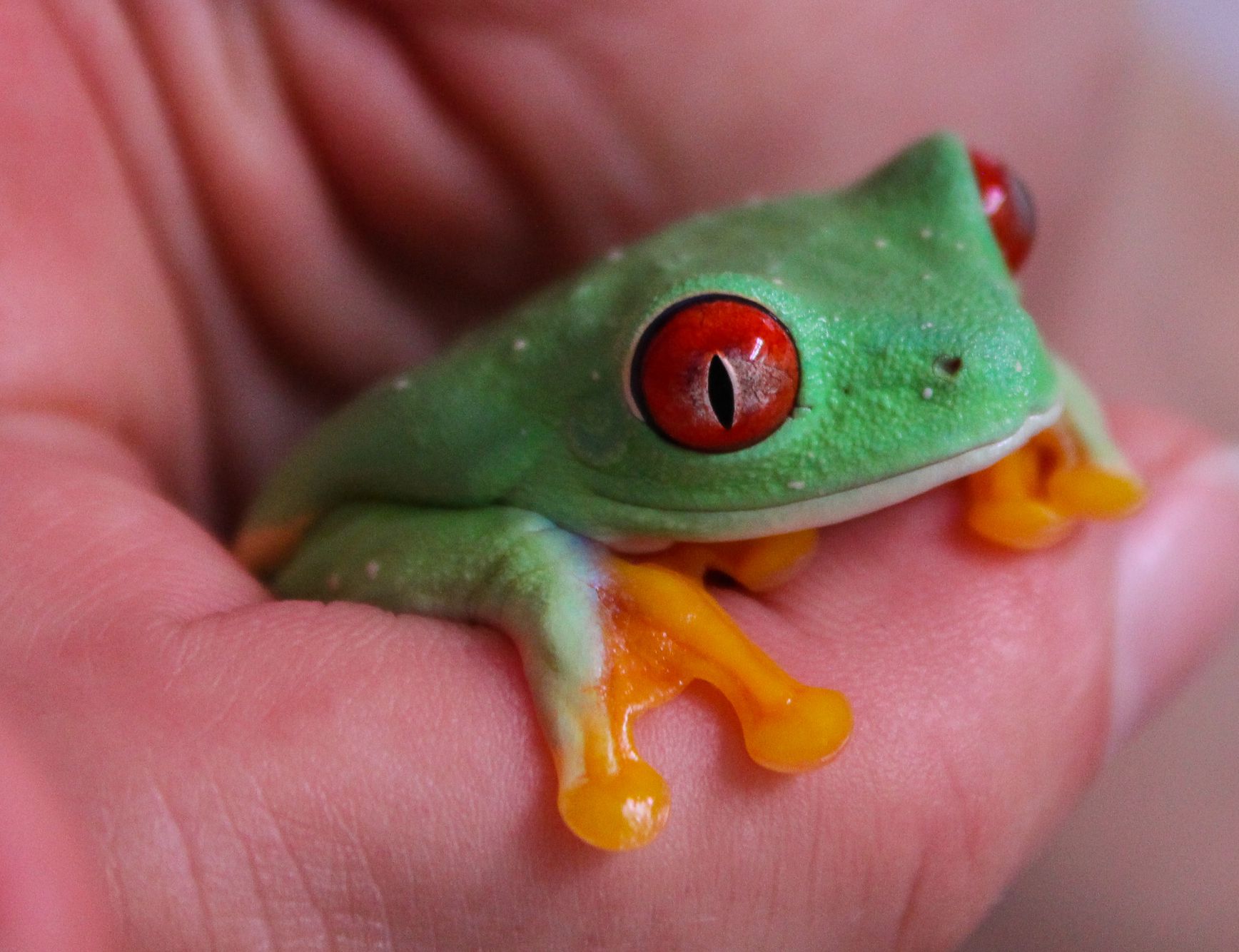 This frog seems comfortable in its keeper’s hands. Fully grown frogs are treated to crickets, while the researchers have developed and compared four different artificial diets to keep the tadpoles healthy
