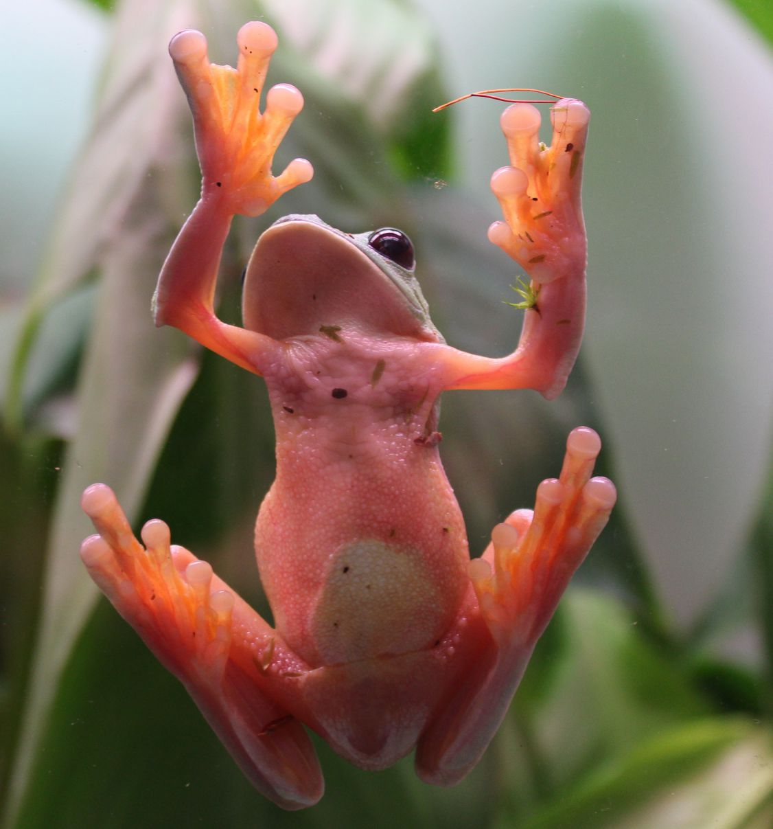 Researchers believe that studying frogs outside their natural habitat may help protect them from extinction. Improving scientific understanding of their breeding and ideal environment could inform conservation projects
