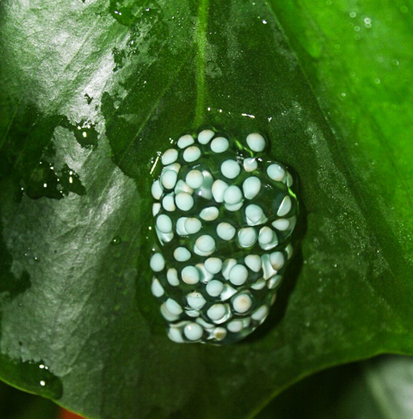 A clutch of eggs laid by a red-eyed tree frog. After the female has laid the eggs, the male fertilises them. Each white nucleus will become a tadpole and eventually a froglet
