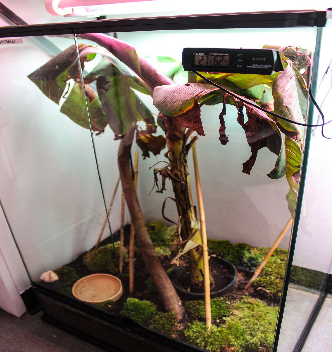 Adult frogs and froglets live in this main tank. Temperature and light levels are regulated to simulate the optimal natural conditions. 
