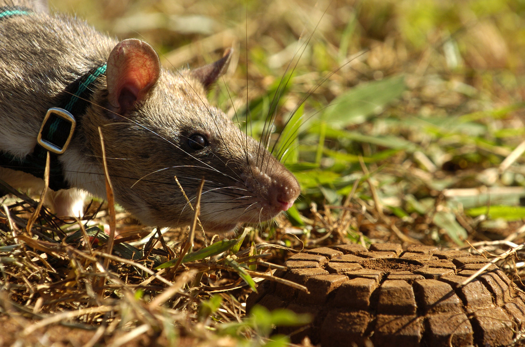 Rats have a keen sense of smell, which can be used to detect target scents
