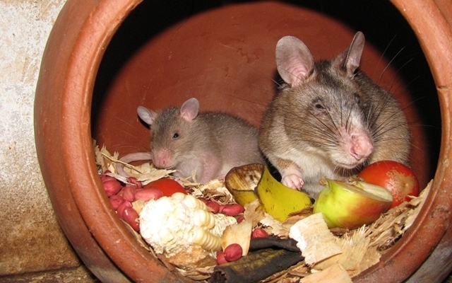 Researchers ensure the rats stay healthy with play time and a balanced diet
