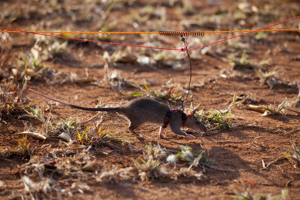 HeroRATs do not weigh enough to detonate the pressure-activated landmines
