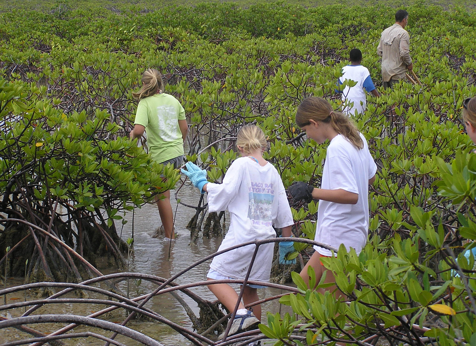 Sandwatchers observing and measuring mangroves in the Bahamas
