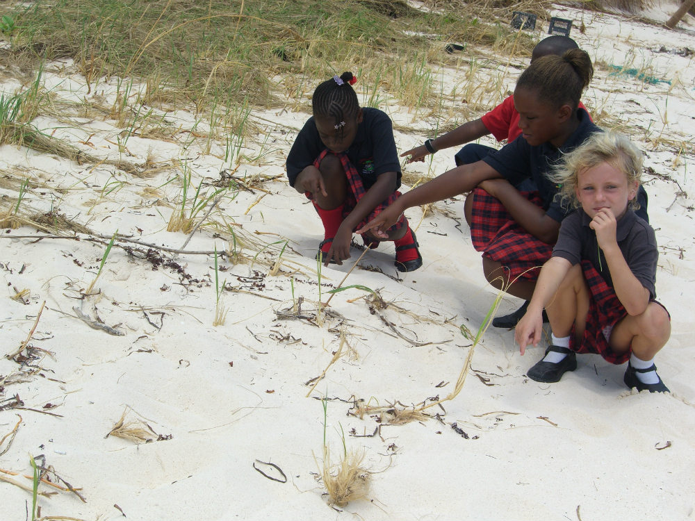 After several hurricanes in the Bahamas, schoolchildren helped replant sea oats and restore natural vegetation
