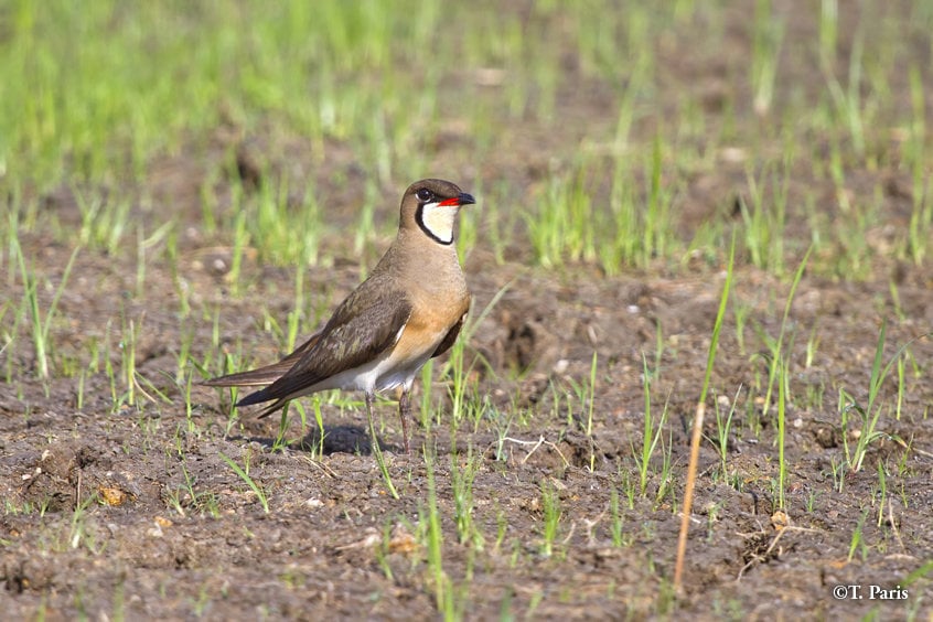 Large flocks of Oriental pratincoles roost in the rice fields