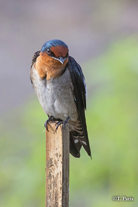 Pacific swallows are often seen chasing flying insects
