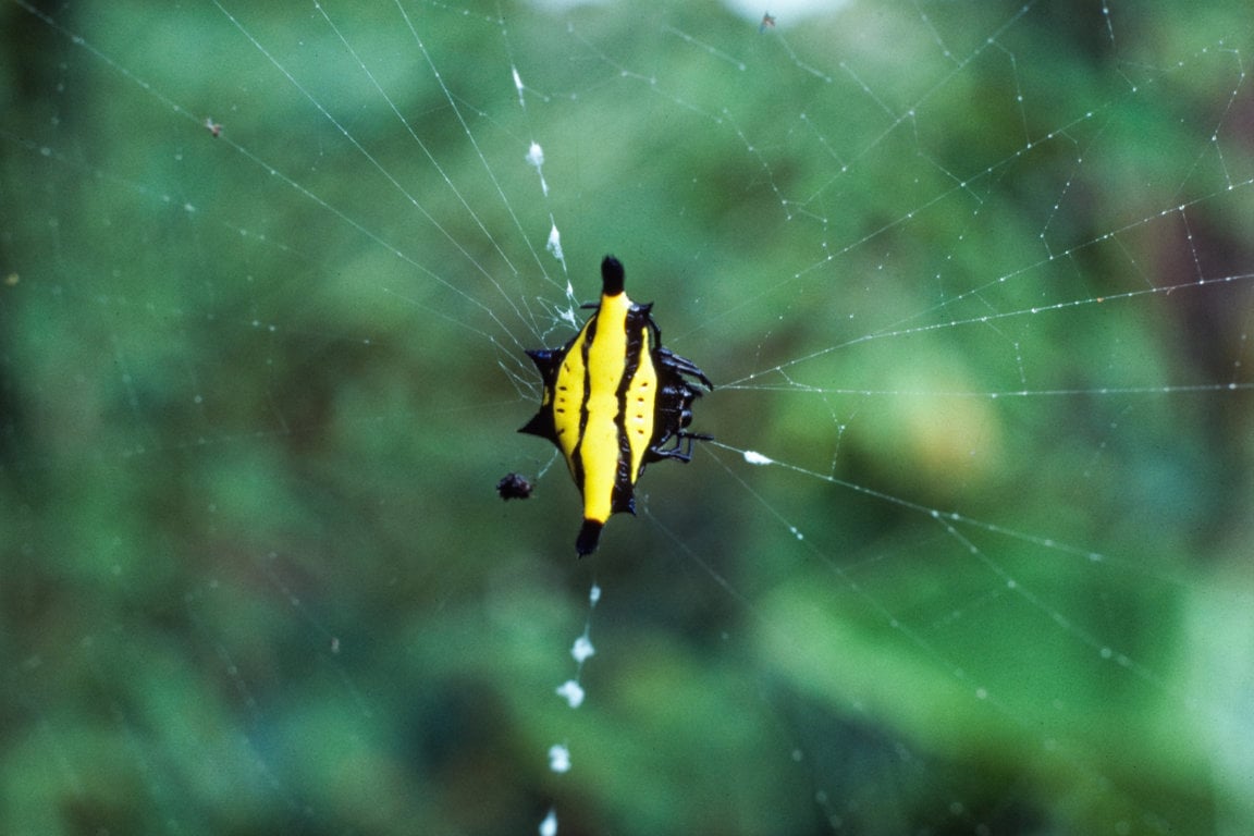 A spiny spider&nbsp;
