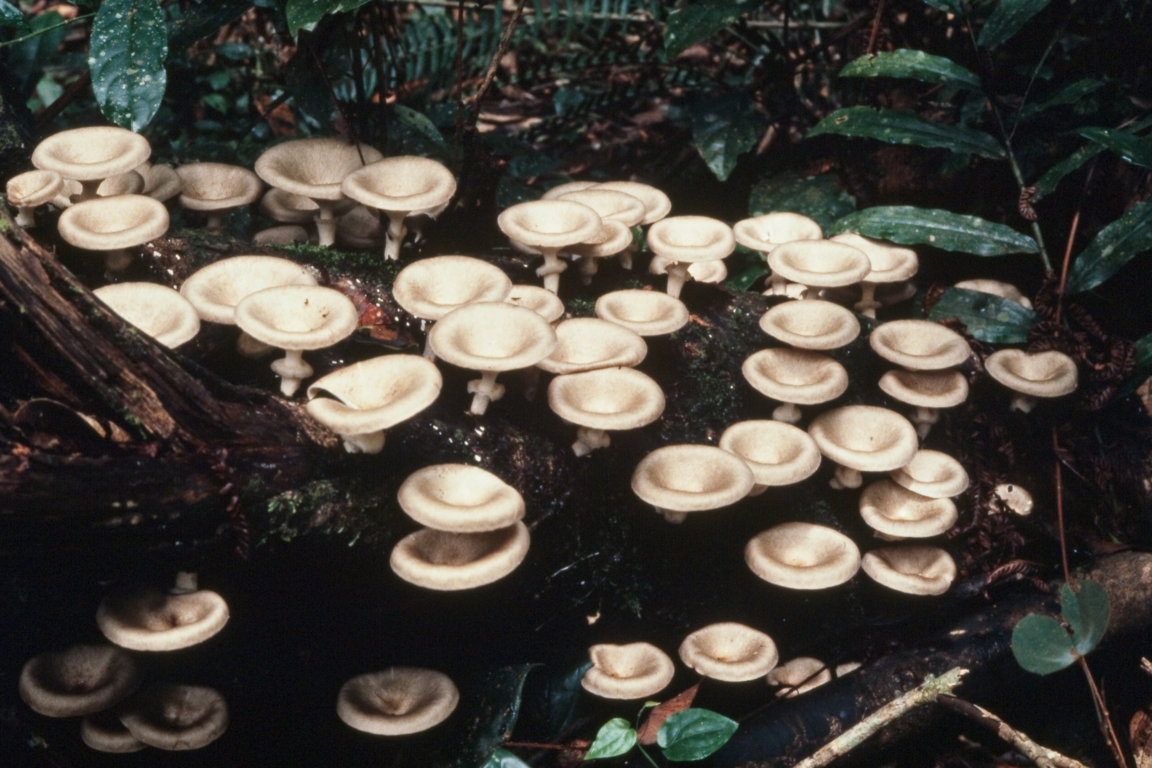 Edible mushrooms growing on a rotting log
