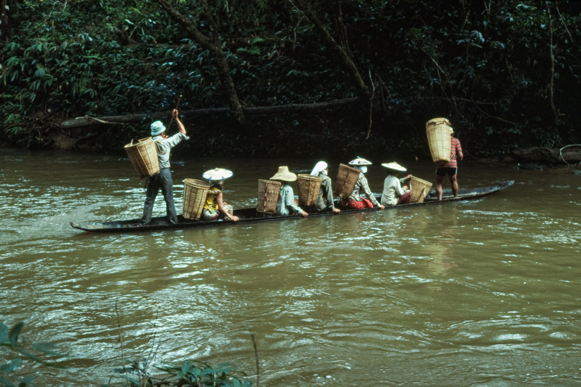 Crossing a river to harvest rice
