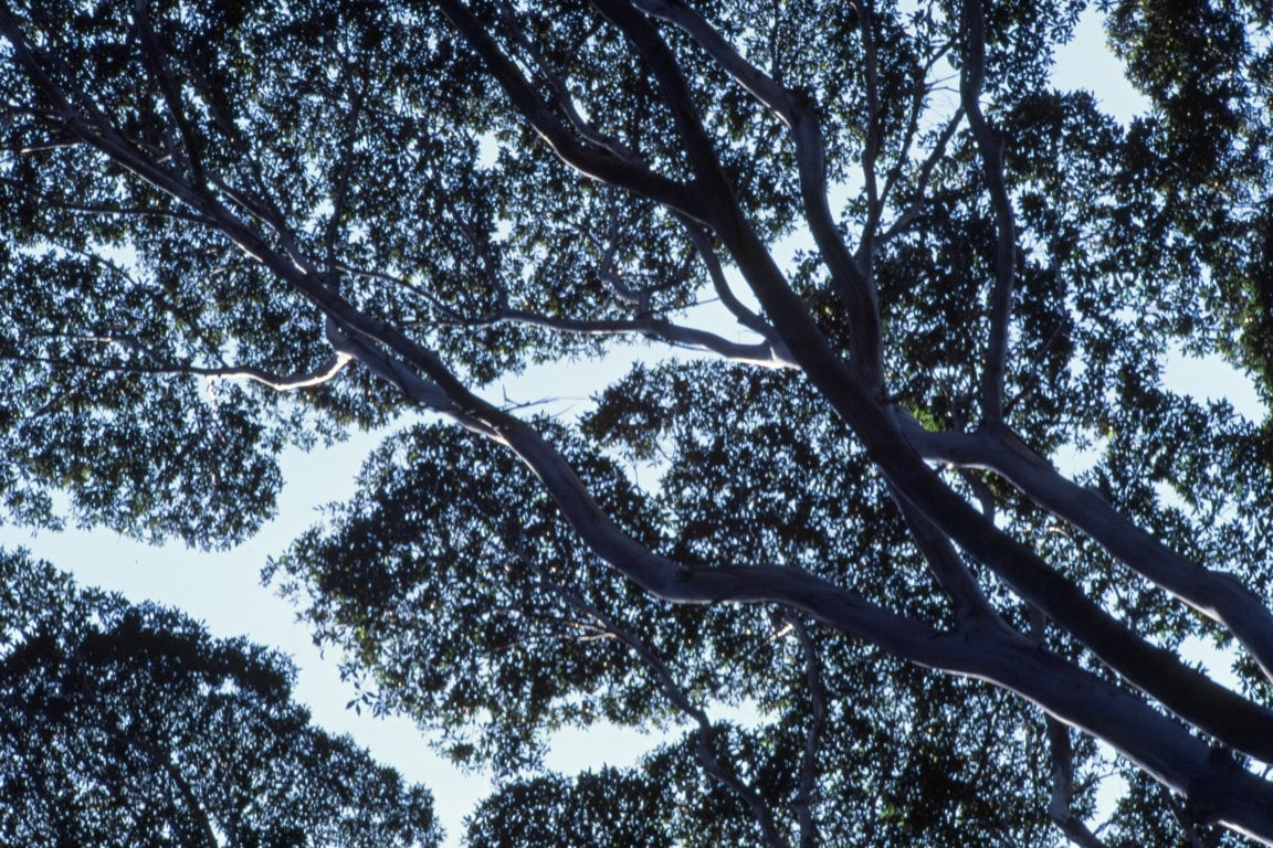 Looking up at the forest canopy from below
