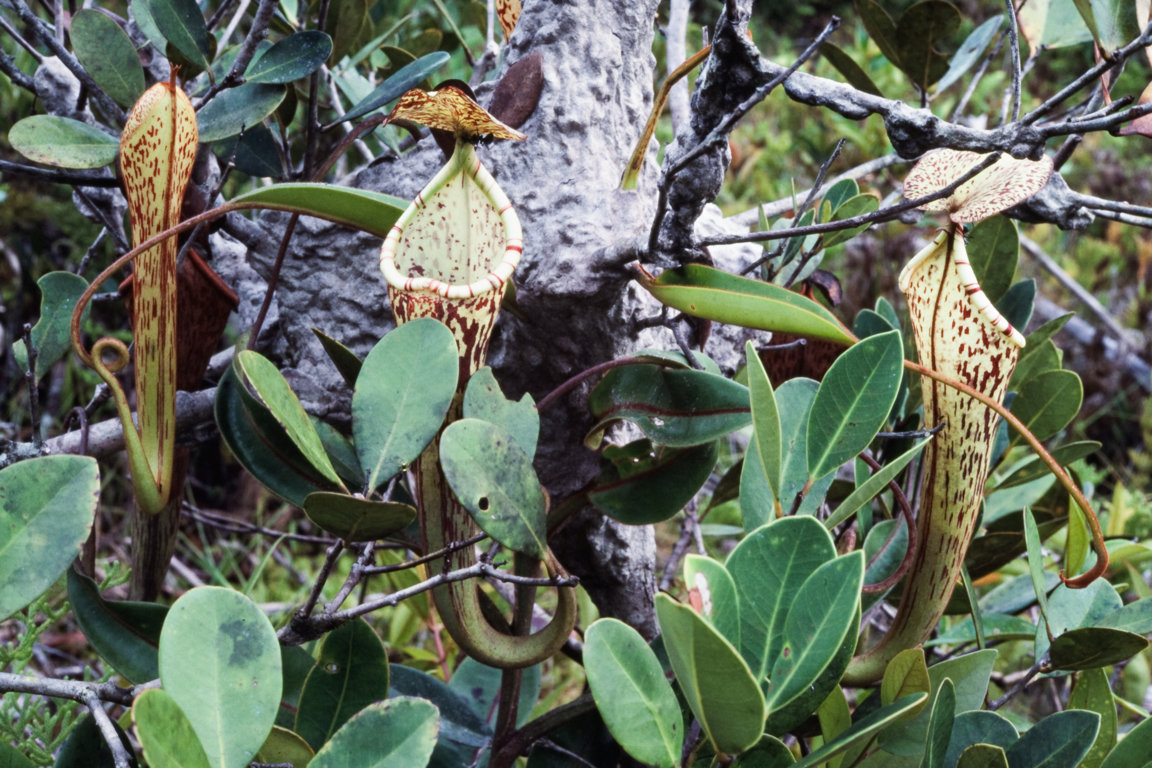 Carnivorous pitcher plants
