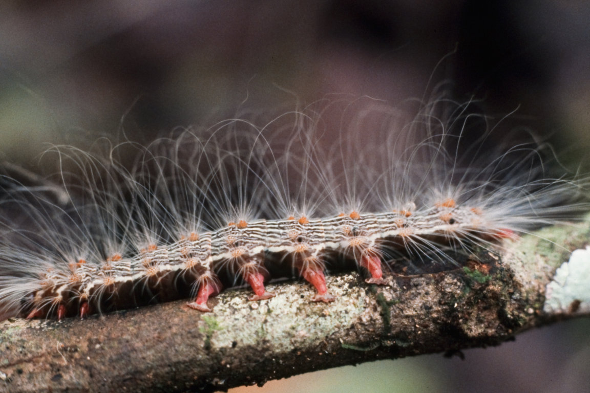 A caterpillar with poisonous hairs
