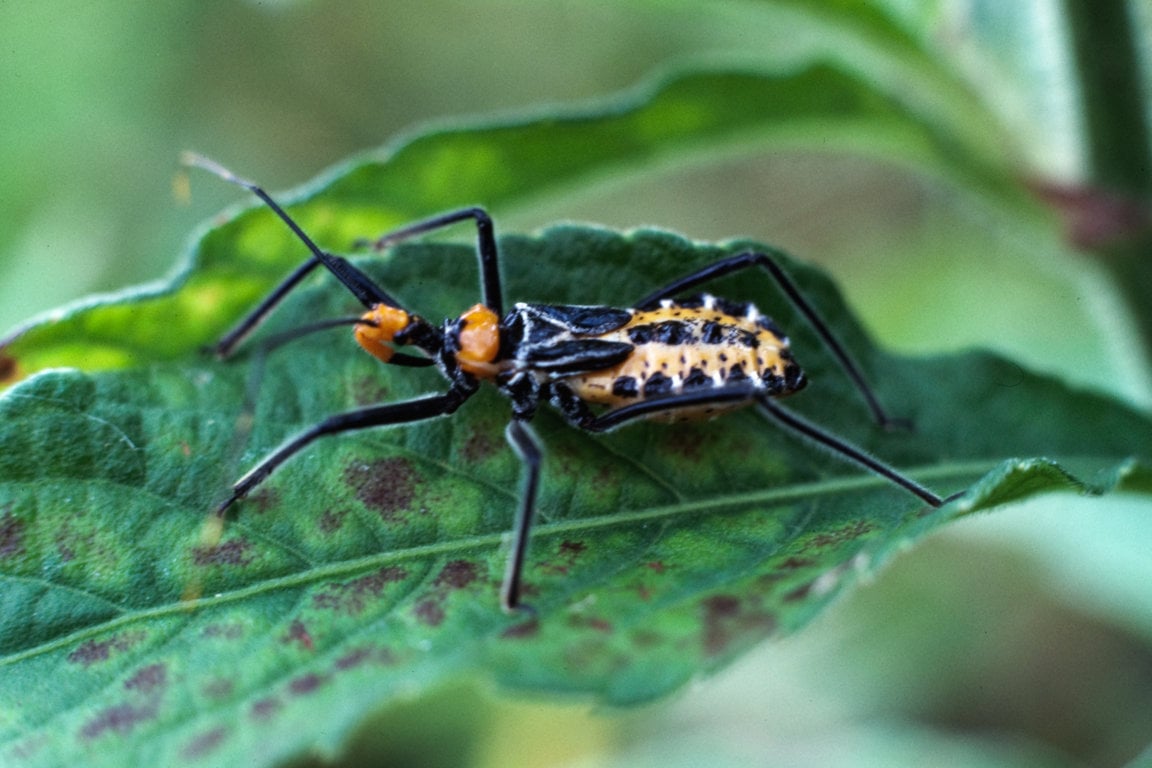 An assassin bug
