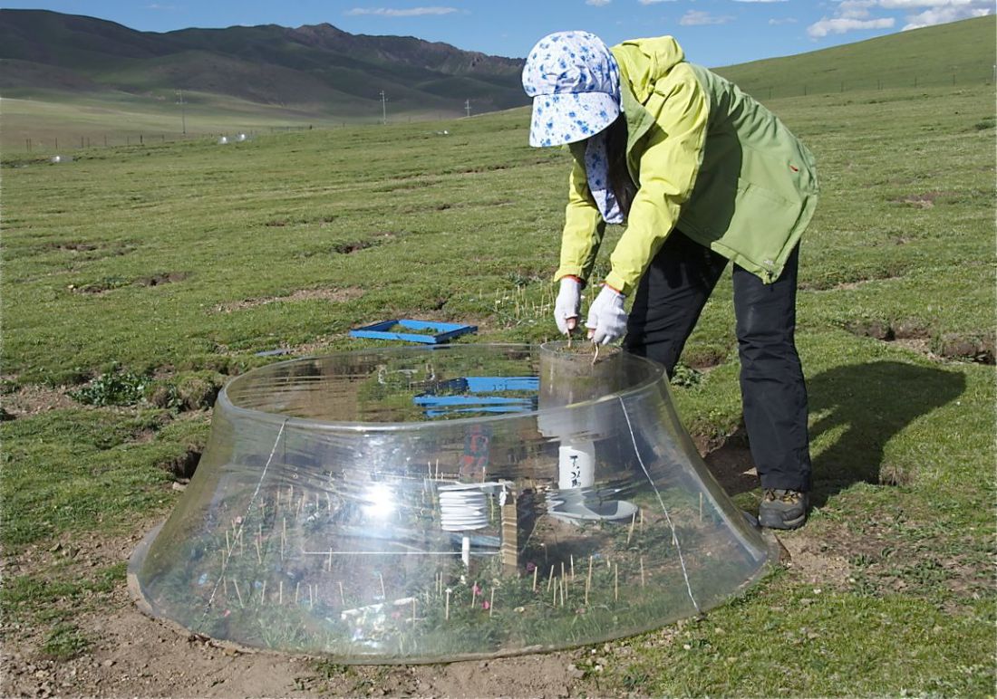 Scientists attribute some of the rangeland changes to a changing climate. Here, at the Nagqu research station in the southern Tibet Plateau, Cui Shujuan, a PhD student at the Institute of Tibetan Plateau Research in Beijing, is studying the effects of warming on grassland biodiversity
