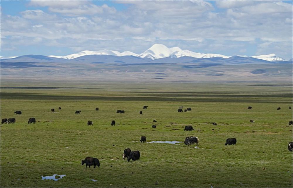 Tibetan grasslands, which feed Asia’s major rivers and have been a lifeline for pastoralists for thousands of years, are under increasing threat from climate change and human activities
