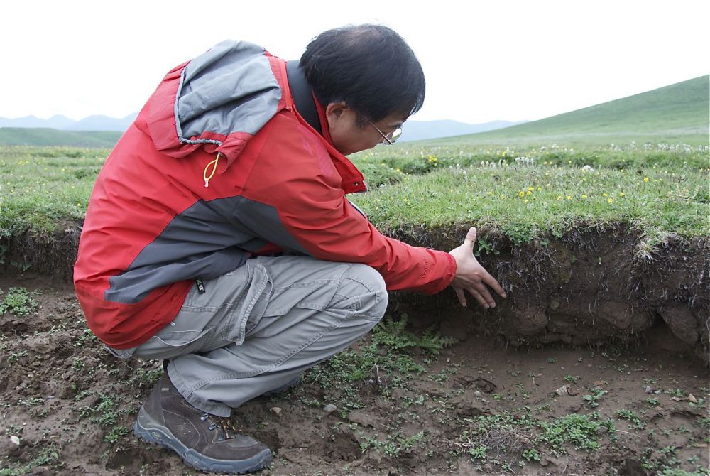 A researcher examines the grasslands’ typical ‘root mats’, which teem with organic carbon accumulated over thousands of years. Grassland degradation could release this carbon back into the atmosphere and exacerbate global warming
