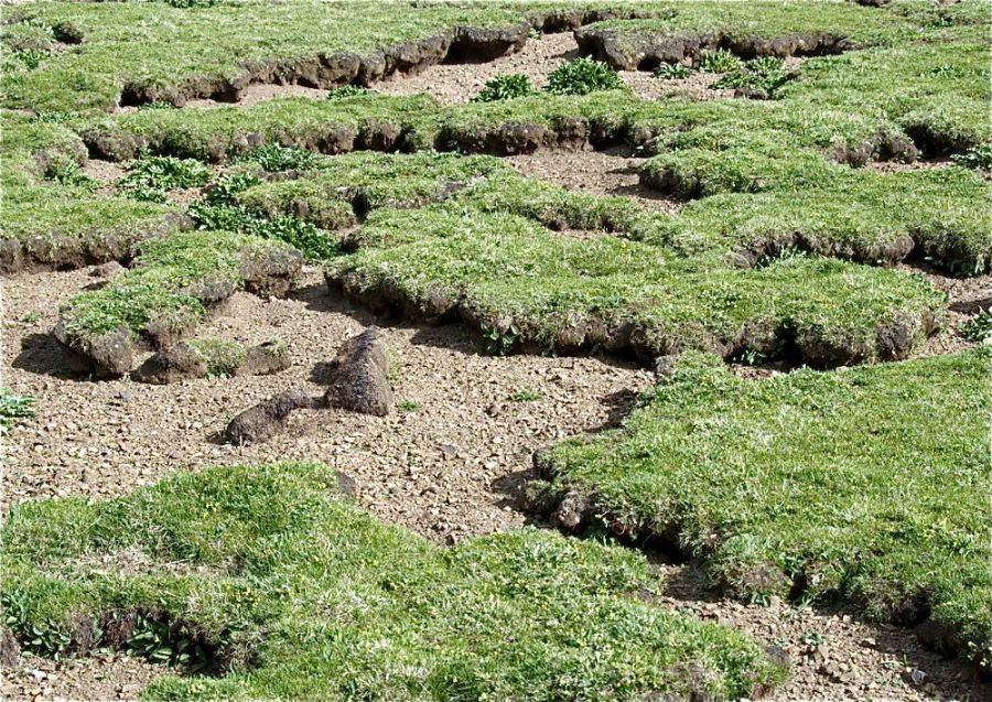 Pasture on some parts of the Tibetan Plateau looks like a badly worn carpet, with large patches of lifeless soil exposed
