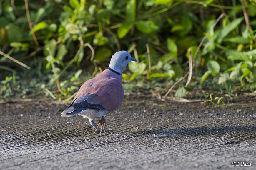  Small flocks of red turtle doves are often seen on IRRI farms in winter
