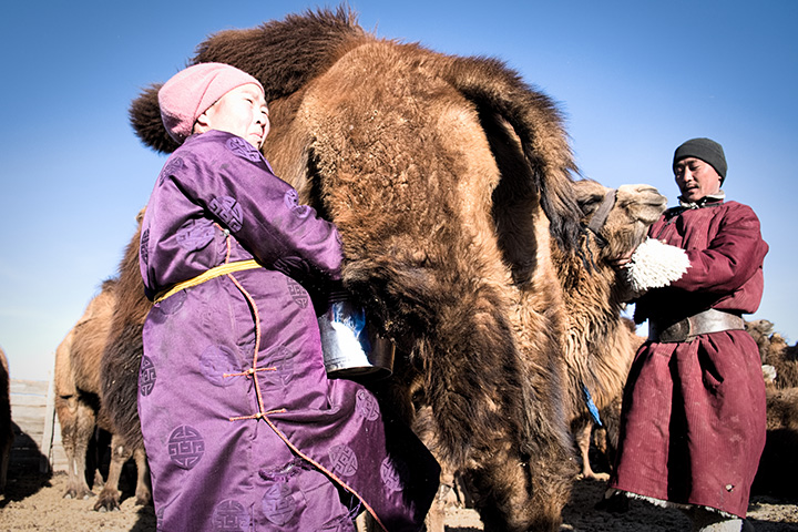 
	Men and women work together to milk a camel in Mongolia. Livestock farming is a family effort. Since the structured community was formed as a response to increasingly harsh winters, families have helped each other, for example in hay making and preparing for winter.
