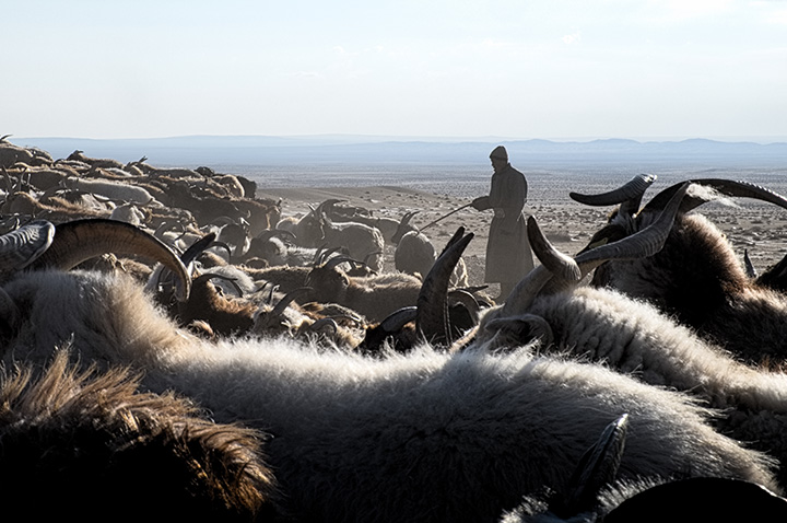 
	Sheep and goats in the Gobi Desert. As with seaweed and fish in Madagascar, these products are crucial for the local economyin the arid highlands of Mongolia. The community has created a fund that compensates individual households in case of severe herd loss due to extreme weather events.
