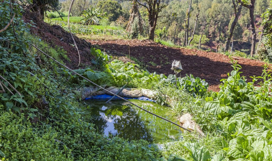 Many parts of Nepal and the wider Himalayan region are water scarce. For this reason, smart villages use the cheap and simple method of laying down plastic sheeting to collect rainwater for irrigation in ponds

