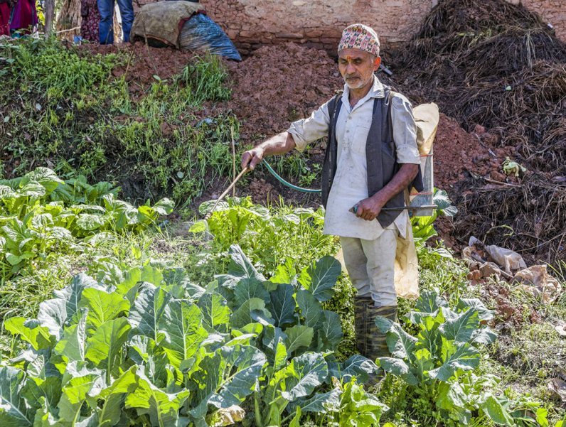 A man sprays fermented cow urine, an effective fertiliser and natural fungicide, on his crop. Since such innovations were introduced, farmers in this smart village have been phasing out artificial fertilisers and pesticides
