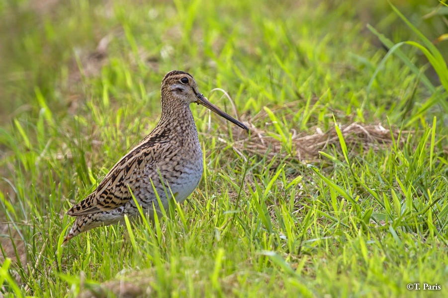 Swinhoe’s snipe stays motionless when in danger