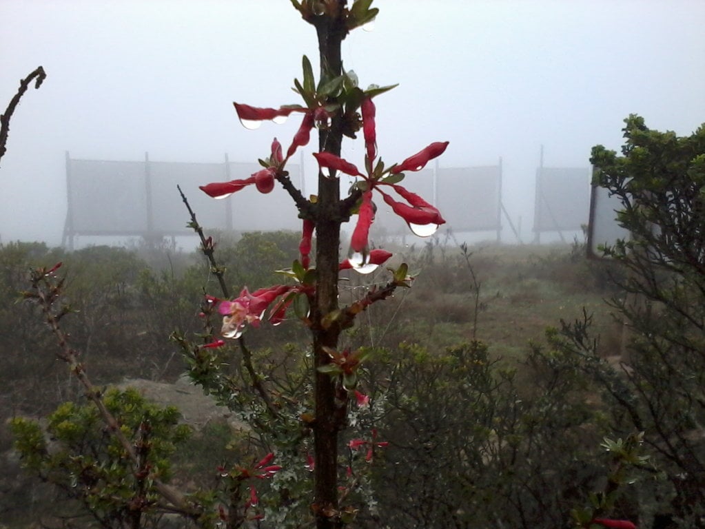The tiny water droplets in fog naturally condense on vegetation. In a fog catcher the process is similar: droplets make contact with the mesh fibres where they join into bigger drops, flow down into a gutter and drain through collection tubes.
