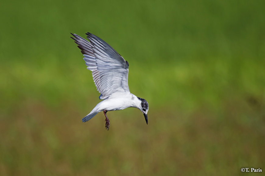 Whiskered terns catch fish or insects
