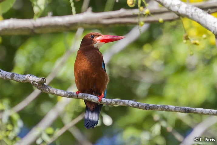 Despite its name, the white-throated kingfisher generally feeds on insects