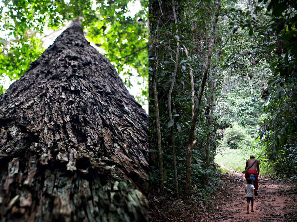 A rubber tree and a rubber tapper with his daughter in Cachoeira reserve, near Xapuri, an area made into an extractive reserve for the rubber tappers living on the land after campaigner Chico Mendes was murdered
