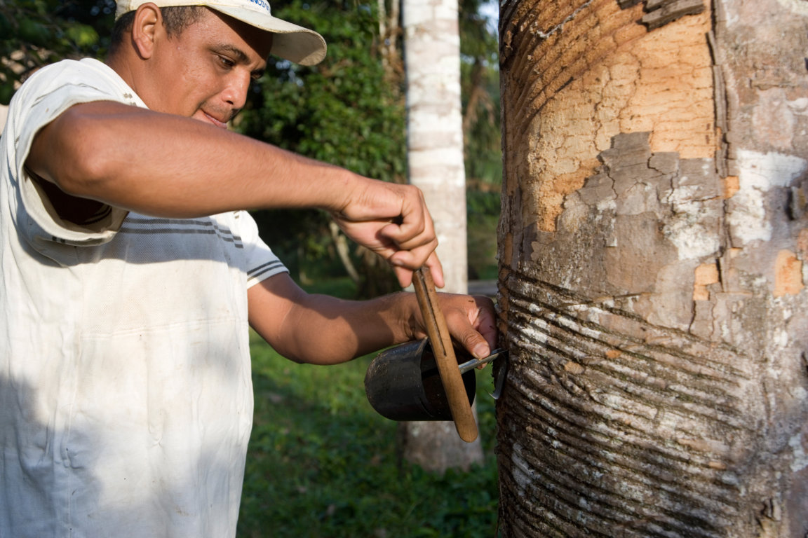 Tapping rubber in the reserve
