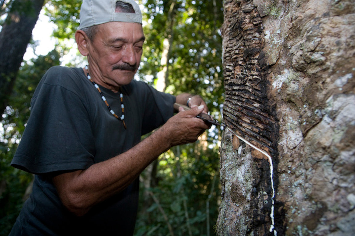 Sebastaio Mendes, another cousin of Chico Mendes, collects rubber by cutting grooves in the bark of a rubber tree
