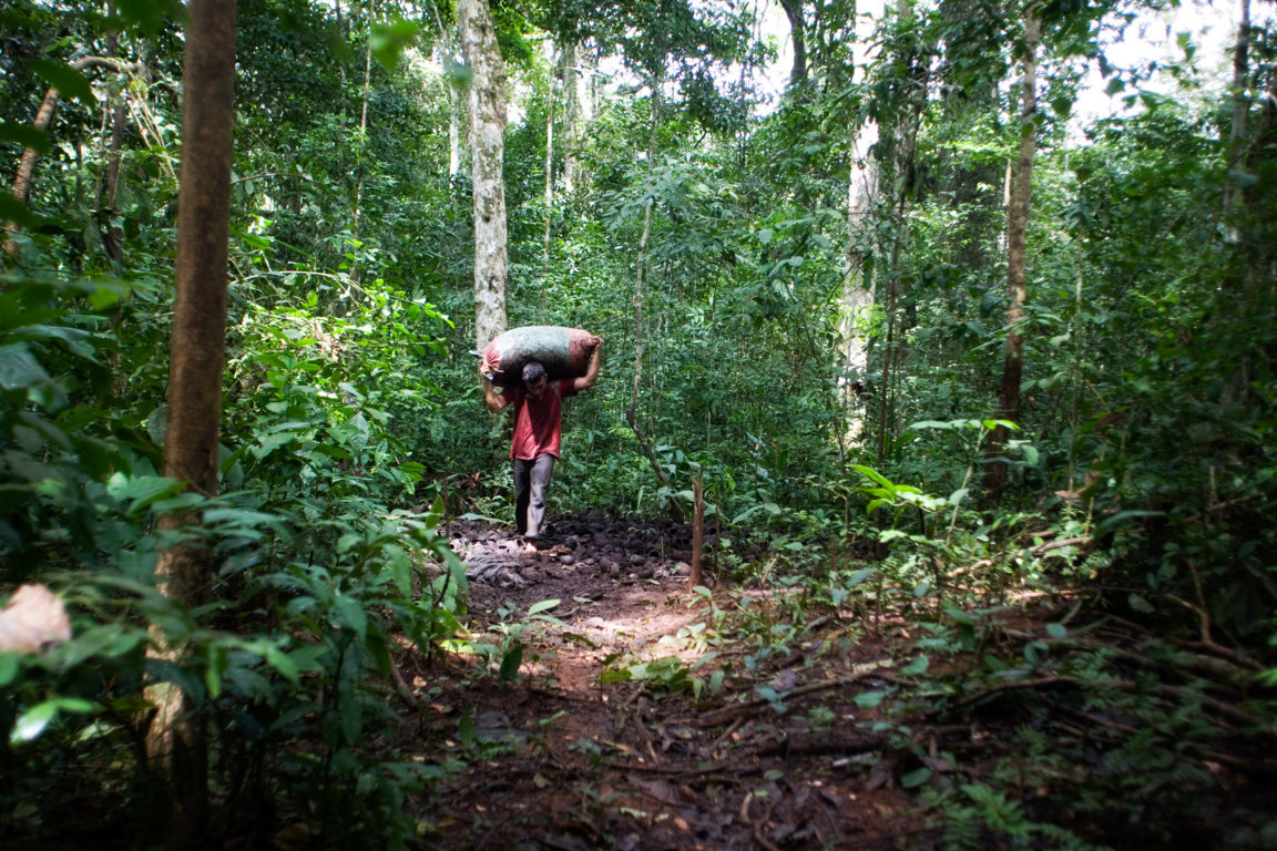 A rubber tapper carries a bag of collected Brazil nuts 
