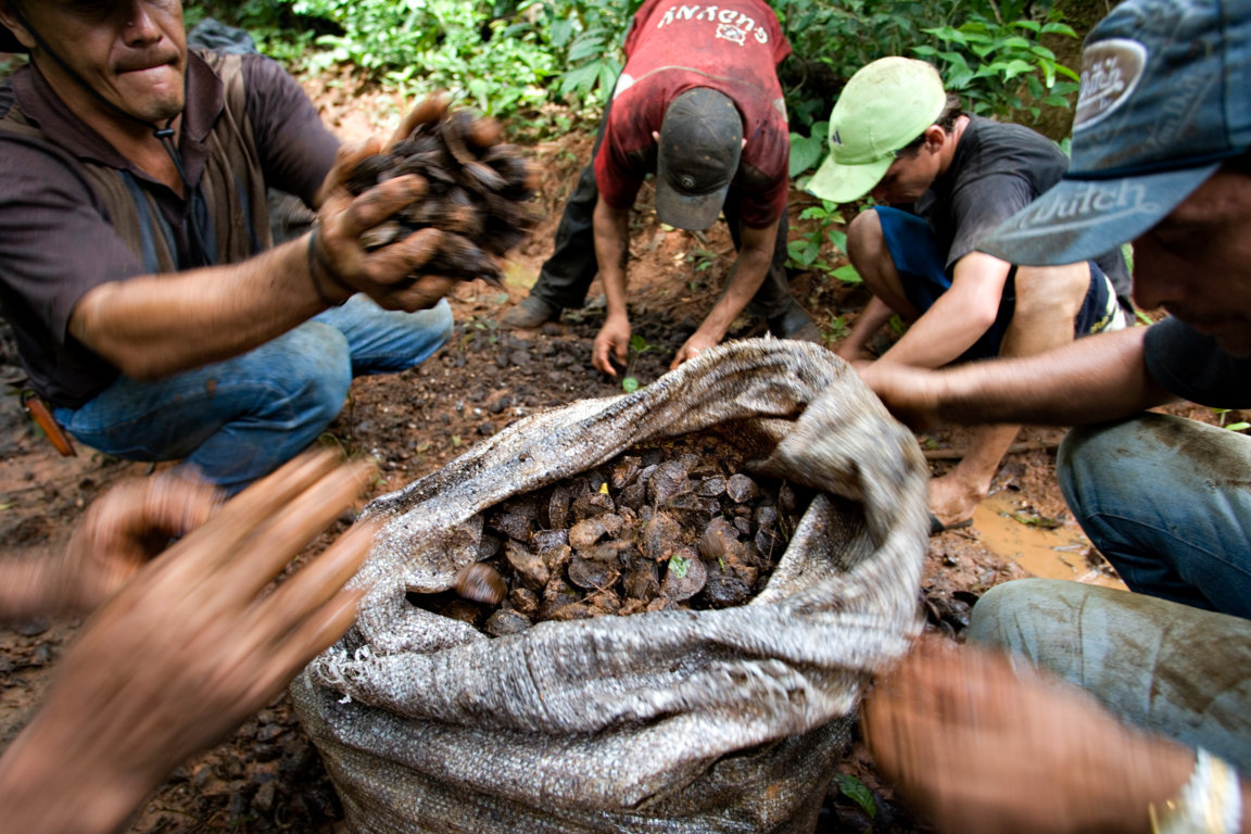Collecting Brazil nuts in Cachoeira reserve
