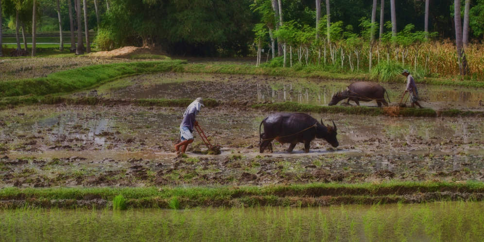 Farmers working with the carabao in paddies