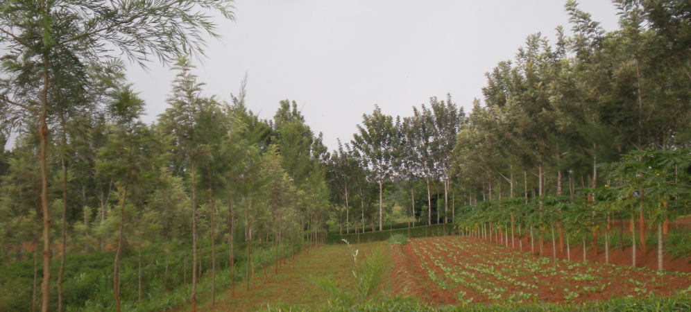 Agrofrestry unit in Kisumu, Kenya