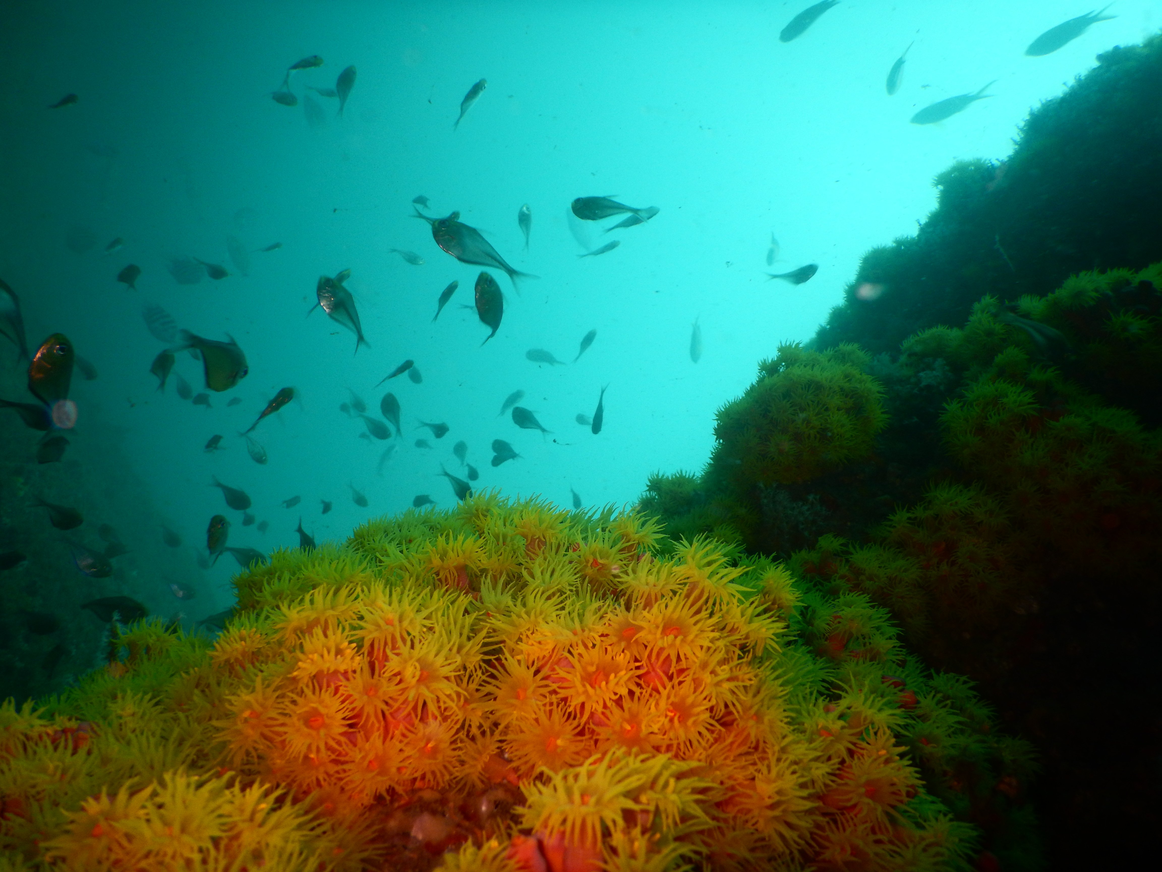 coral sol by Cifonauta, CEBIMar.JPG